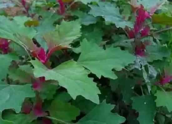 植物百科|藜是什么植物类别