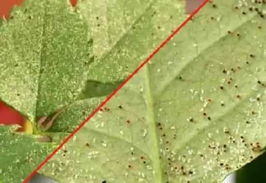 植物虫害|防治红蜘蛛效果比较好的药剂(用什么农药能根治红蜘蛛)