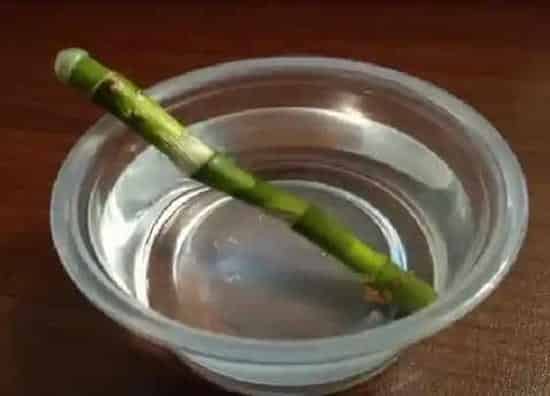 种植管理|快速生根粉的作用和使用方法 如何正确使用效果更好