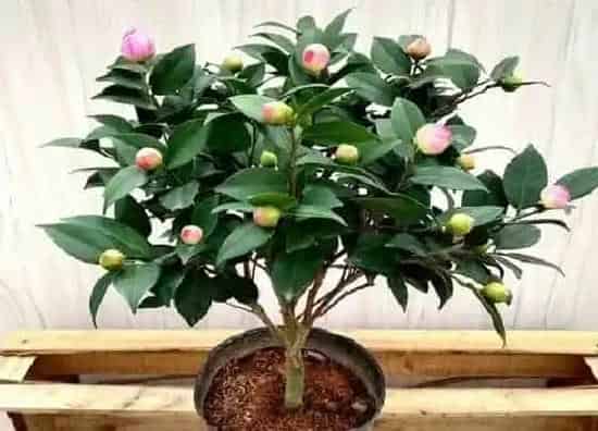 不开花|茶花不开花是怎么回事 茶花花苞迟迟不开是什么原因