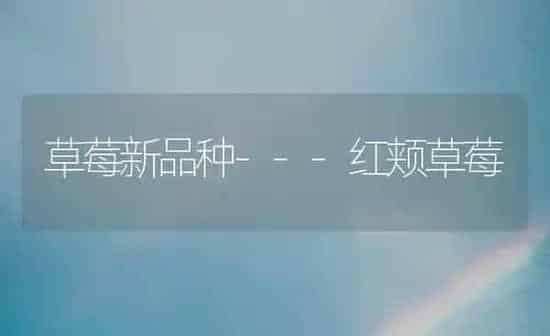 草莓新品种---红颊草莓 | 瓜果种植