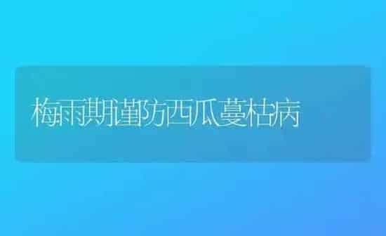 梅雨期谨防西瓜蔓枯病 | 瓜果种植