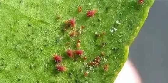 植物虫害|防治红蜘蛛效果比较好的药剂(用什么农药能根治红蜘蛛)