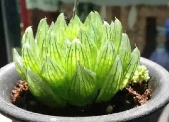 植物浇水|玉露多久浇一次水