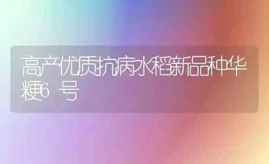 高产优质抗病水稻新品种华粳6号 | 粮油作物种植