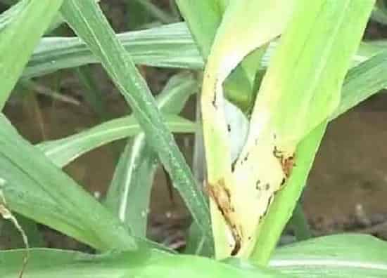植物病害|甘蔗病毒病症状与防治方法