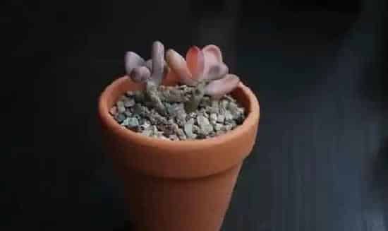 掉叶子|多肉叶子一碰就掉应该怎么办（多肉植物掉叶子怎么回事）
