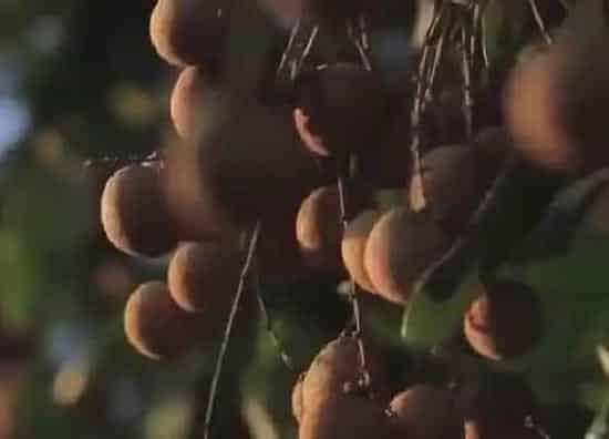 植物寓意|龙眼代表什么生肖