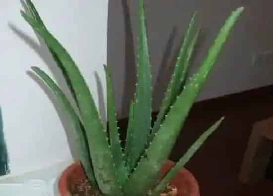 植物繁殖|库拉索芦荟怎么繁殖方法和注意事项