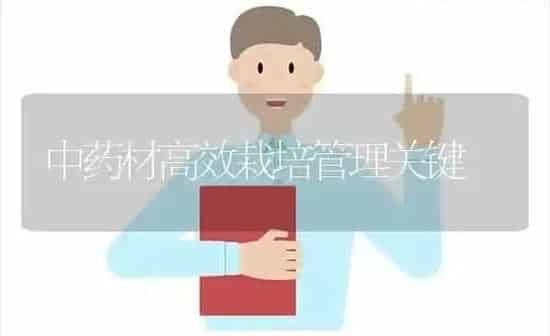 中药材高效栽培管理关键 | 药材种植