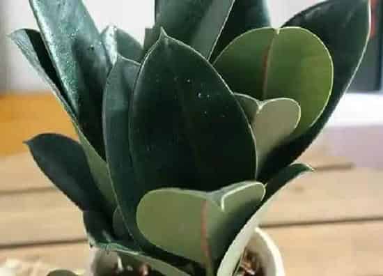 植物浇水|橡皮树多长时间浇一次水