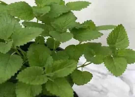 植物种类|薄荷是草本还是木本