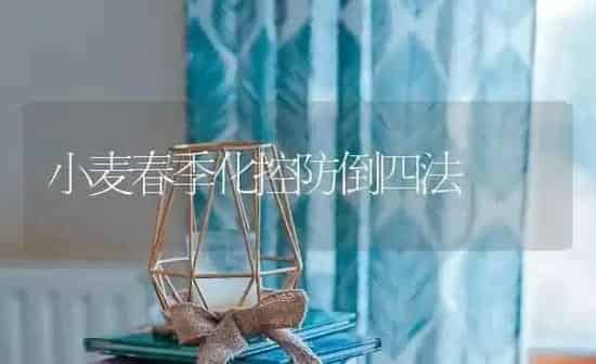 小麦春季化控防倒四法 | 粮油作物种植