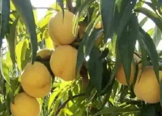 果实成熟|黄桃什么季节成熟 在几月份成熟上市
