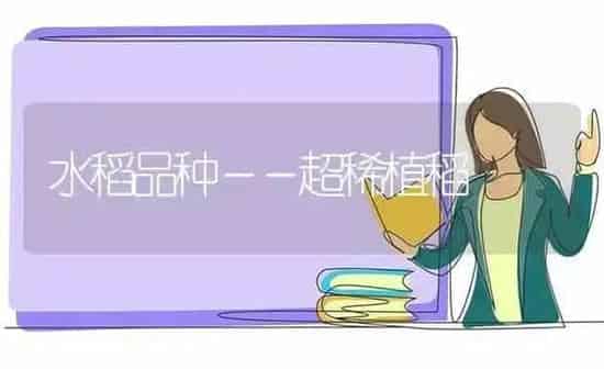 水稻品种－－超稀植稻 | 粮油作物种植