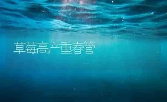 草莓高产重春管 | 瓜果种植