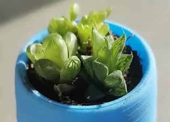 植物浇水|玉露多久浇一次水