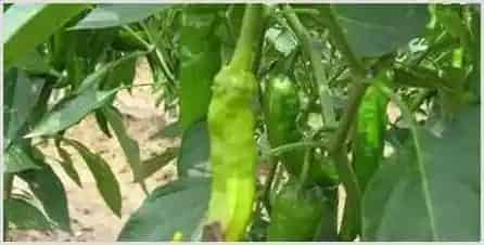 蔬菜缺钙有什么危害？怎样防治？ | 植物病害