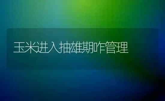 玉米进入抽雄期咋管理 | 粮油作物种植