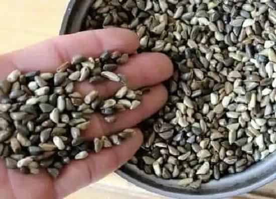 种植育种|鱼草种子什么时候种植最好