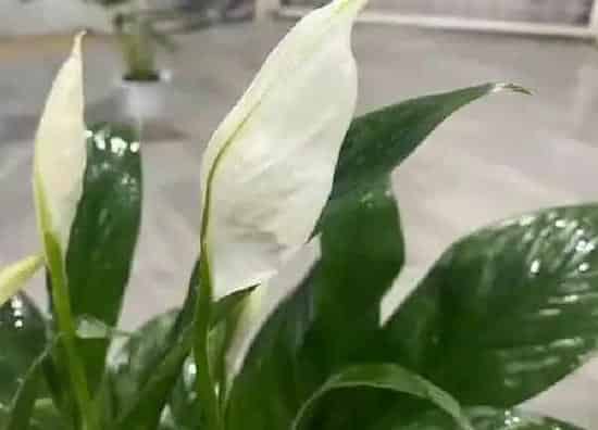植物浇水|白醋可以浇白掌吗