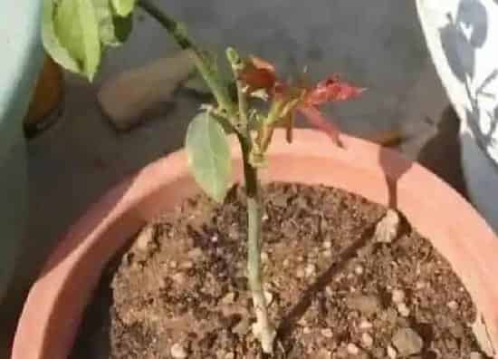 植物扦插|杜鹃扦插时间和方法