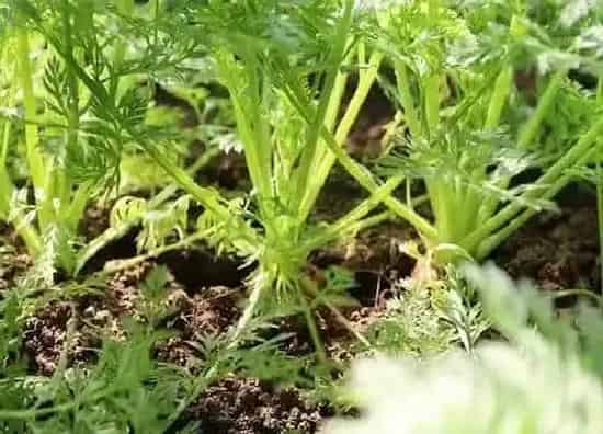 种植管理|胡萝卜什么季节种植合适