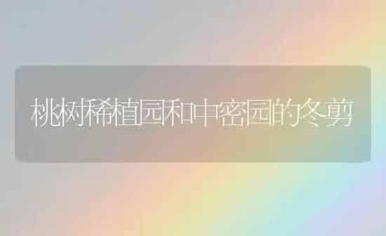桃树稀植园和中密园的冬剪 | 瓜果种植
