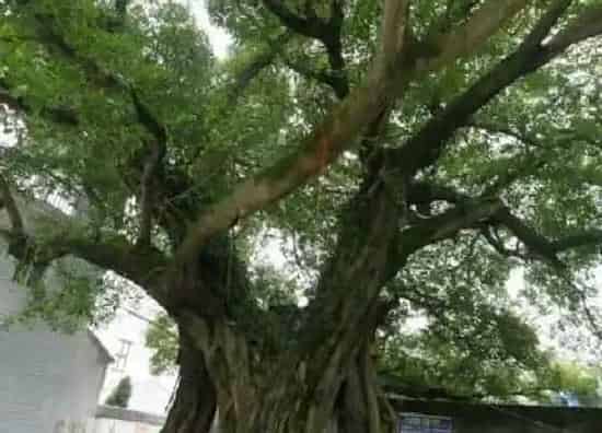 植物种类|爱情树是什么树 一般指榕树