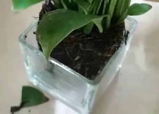 植物移栽|白掌什么时候换盆合适