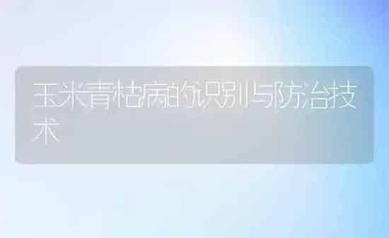 玉米青枯病的识别与防治技术 | 粮油作物种植