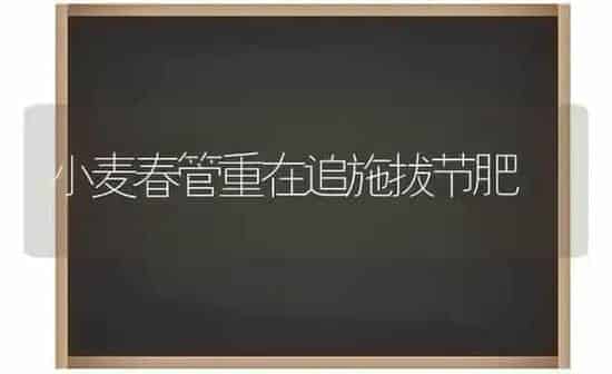 小麦春管重在追施拔节肥 | 粮油作物种植