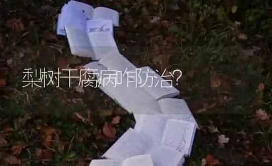 梨树干腐病咋防治？ | 瓜果种植