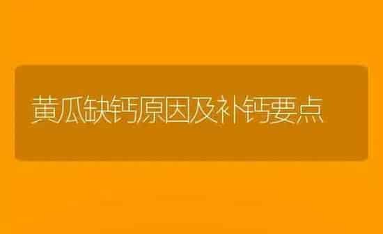 黄瓜缺钙原因及补钙要点 | 蔬菜种植