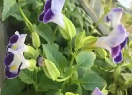 植物修剪|夏堇怎么修剪方法