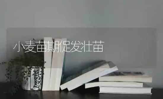 小麦苗期促发壮苗 | 粮油作物种植