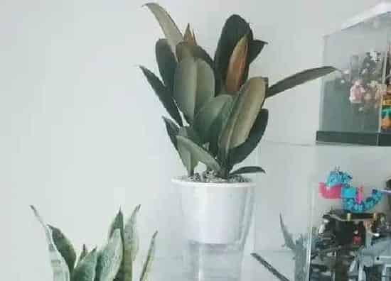 植物浇水|橡皮树多长时间浇一次水