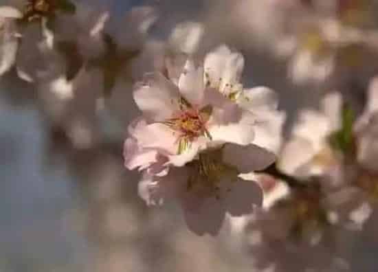 植物百科|杏花是两性花吗