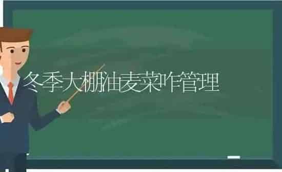冬季大棚油麦菜咋管理 | 蔬菜种植