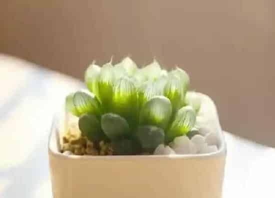 植物浇水|玉露多久浇一次水