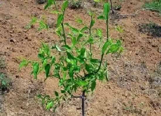 种植方法|冬枣种植栽培的技术 冬枣的种植与管理技术要点