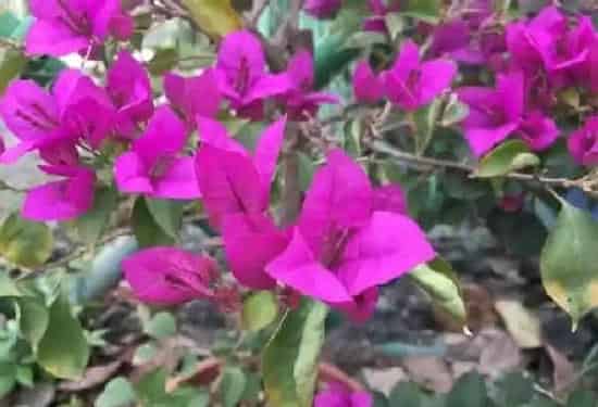 养殖方法|新栽三角梅多长时间能开花（三角梅种植多久才开花）