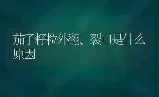 茄子籽粒外翻、裂口是什么原因 | 蔬菜种植