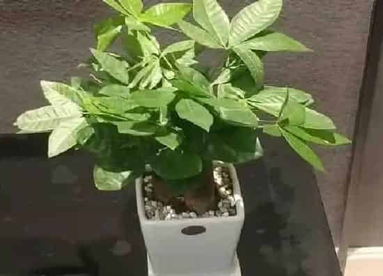 植物浇水|发财树夏天多久浇一次水