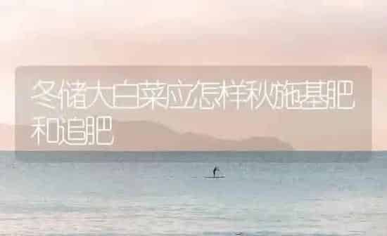 冬储大白菜应怎样秋施基肥和追肥 | 蔬菜种植