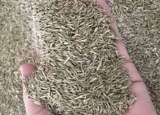 种植育种|鱼草种子什么时候种植最好
