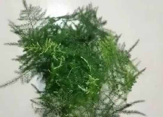 果实科普|文竹几年开花结果