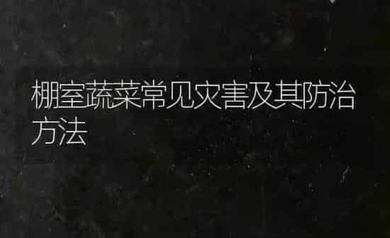 棚室蔬菜常见灾害及其防治方法 | 蔬菜种植