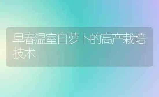 早春温室白萝卜的高产栽培技术 | 蔬菜种植