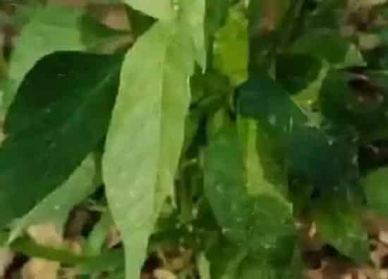 种植管理|辣椒生长期多少天